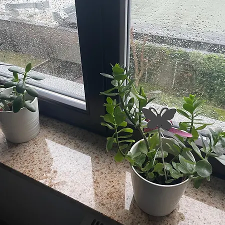 Motylkowa 125 M2 5 Pokoi アパート *